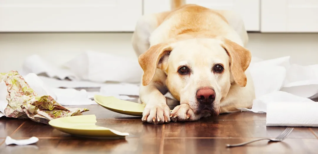 Cosa fa un veterinario comportamentalista per cani?