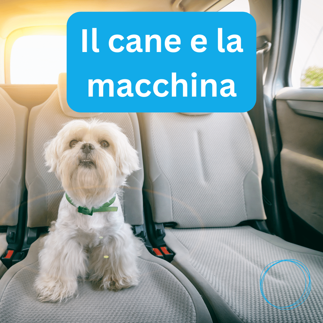 Il cane e la macchina