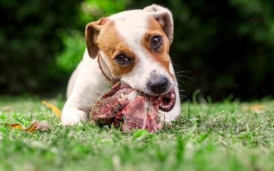 Diete a base di carne cruda: un rischio per la salute!