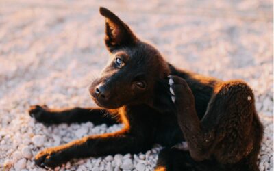 Il cane si gratta, come posso aiutarlo?