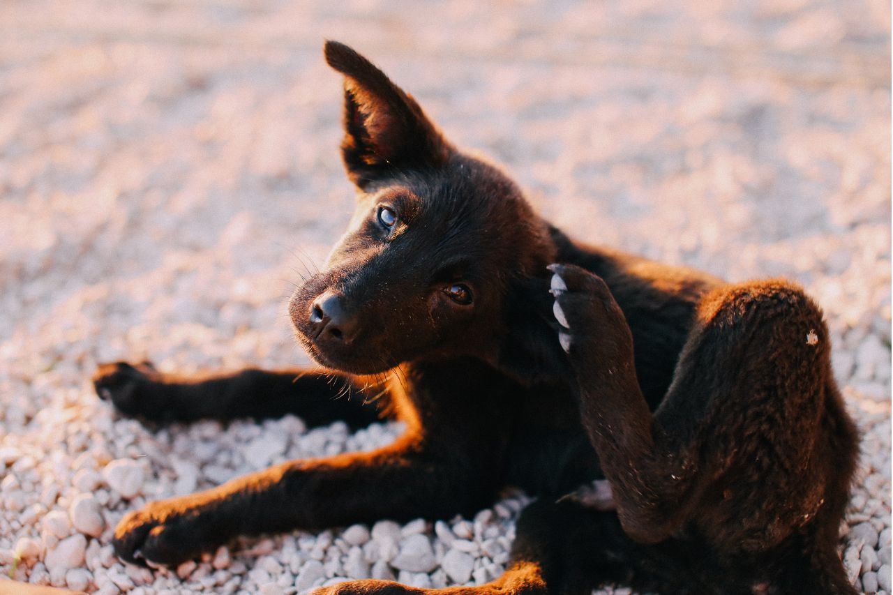 Perché il cane si gratta?