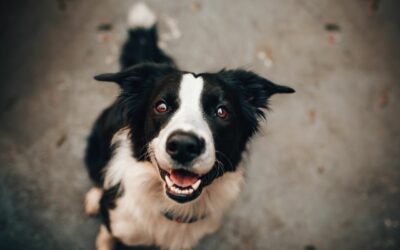 Perché il cane mangia le feci?