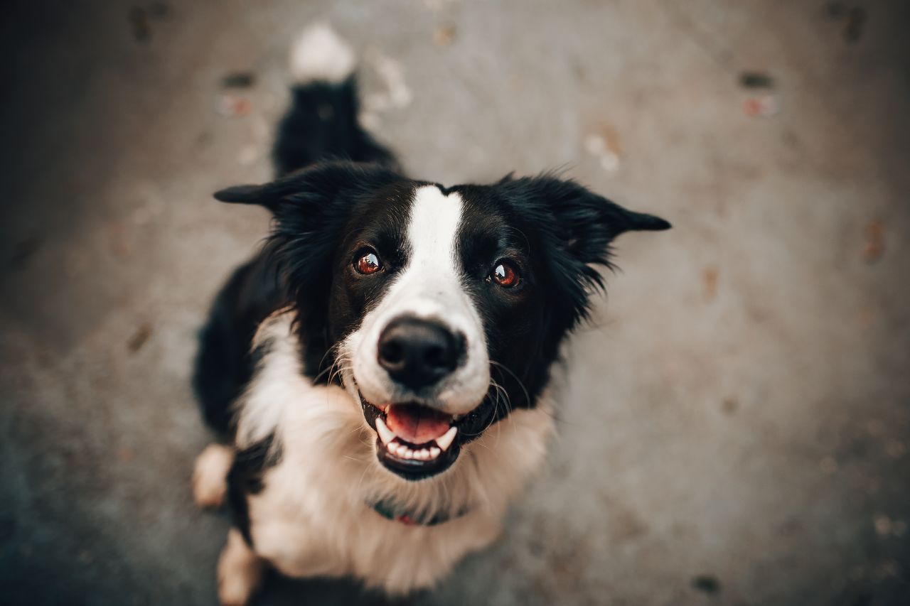 Il cane mangia le feci