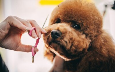 Perché il cane ha un brutto pelo?