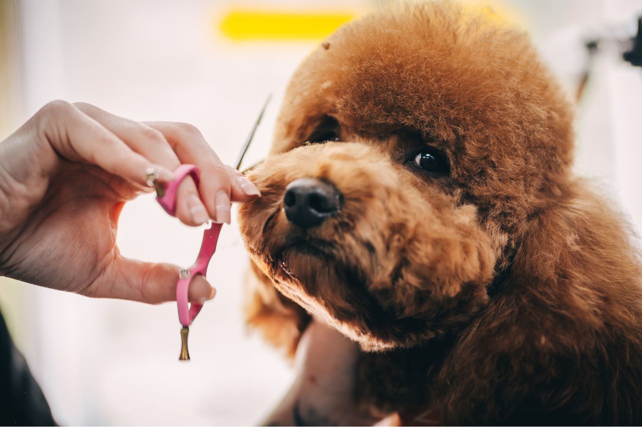 Il cane ha un brutto pelo