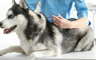 Farmaco sperimentale per allungare la vita dei cani