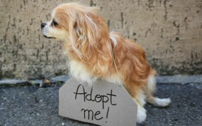 Prima di adottare un cane. Tanti dubbi tante domande