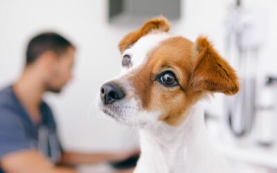 Chi è lo psicologo per cani? Ne hai davvero bisogno?