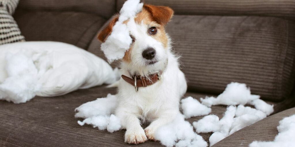 Ansia da separazione del cane