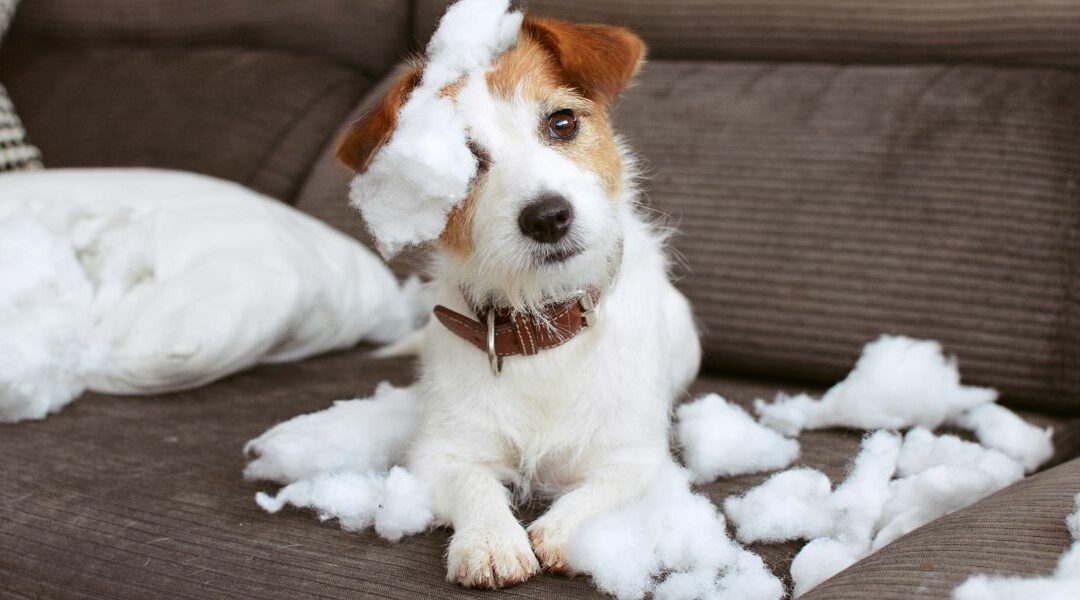 Ansia da separazione del cane