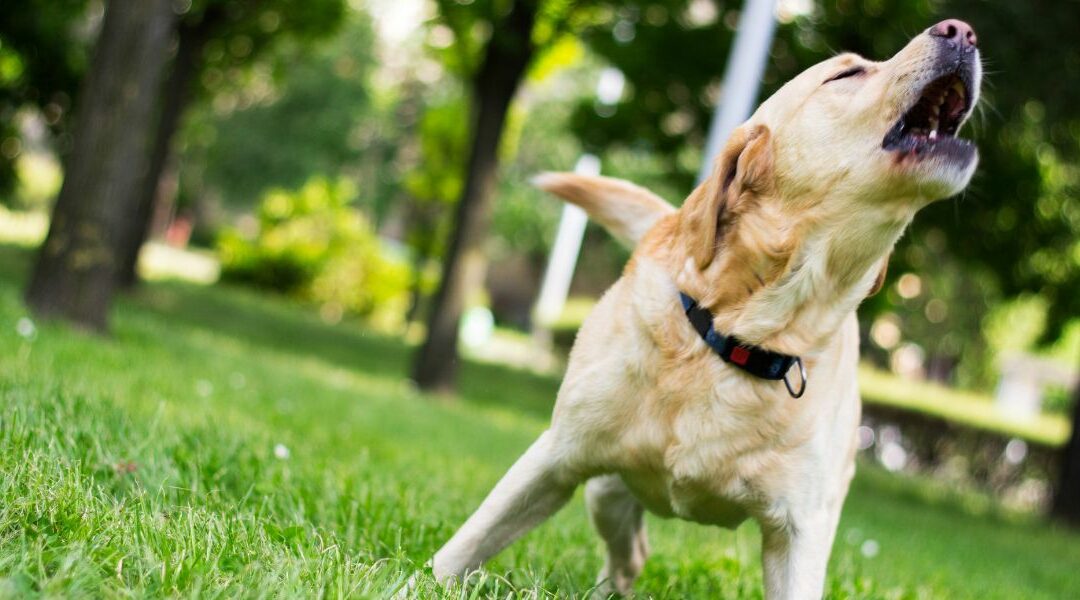 Cane che abbaia in continuazione: guida completa per capire il tuo amico a quattro zampe