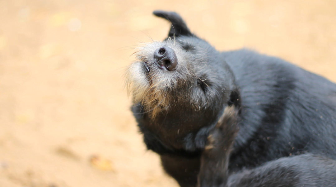 Rogna del cane – Guida completa per proprietari