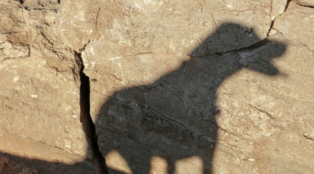 Il cane ombra, tanto affetto o ansia da separazione?