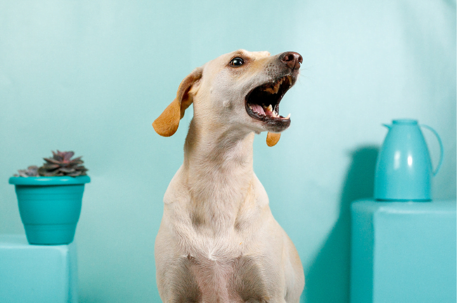 Regole per detenere un cane in condominio