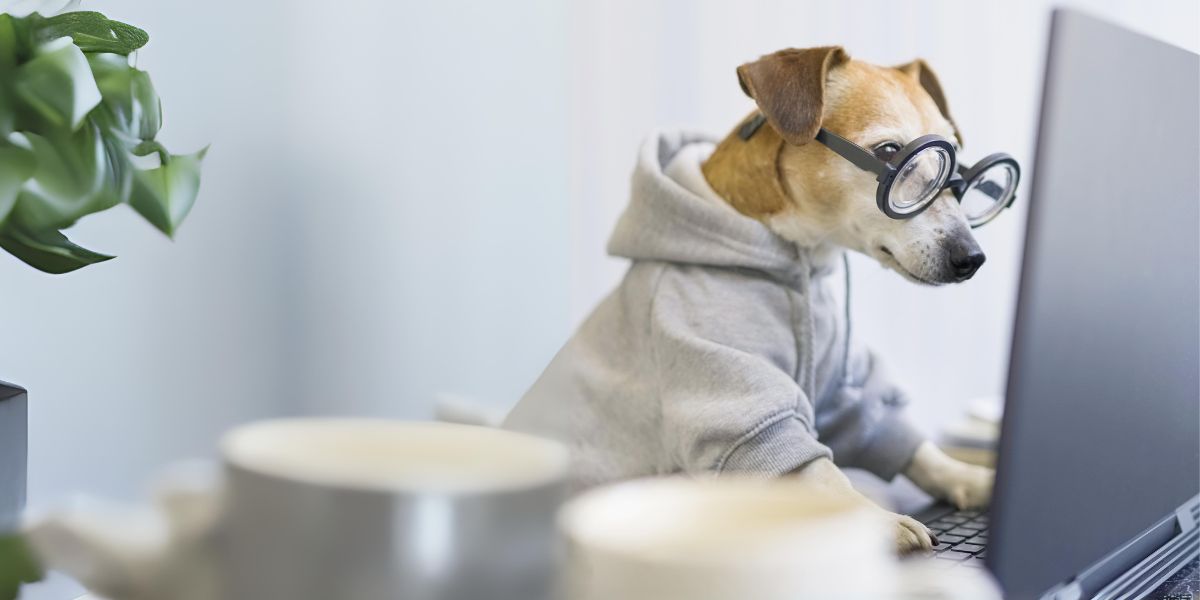 Scopri se il tuo cane ha la malassezia