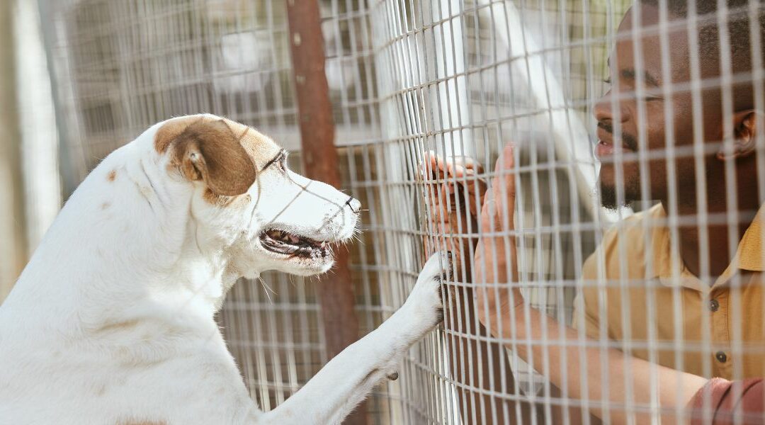 10 motivi per i quali l’adozione di un cane è una scelta vincente