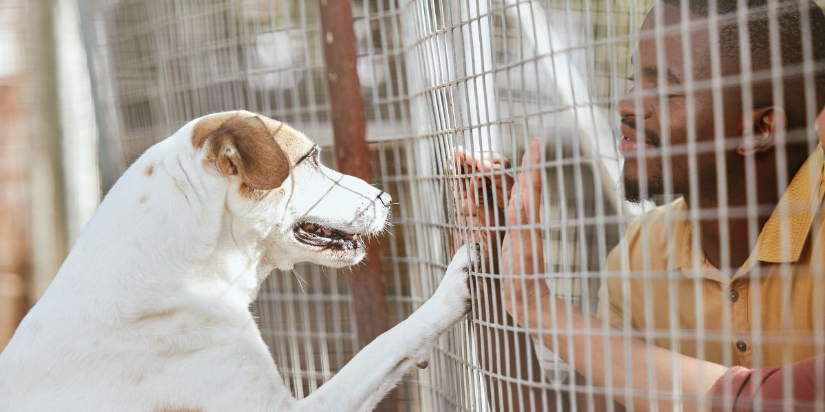 Vantaggi nella adozione di un cane