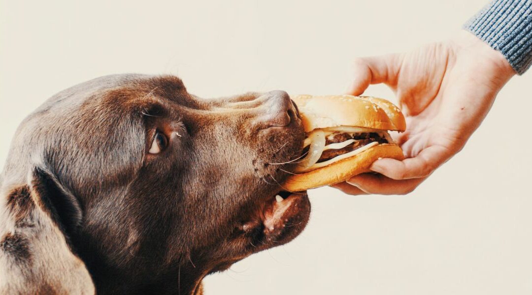 Dieta casalinga per il cane allergico