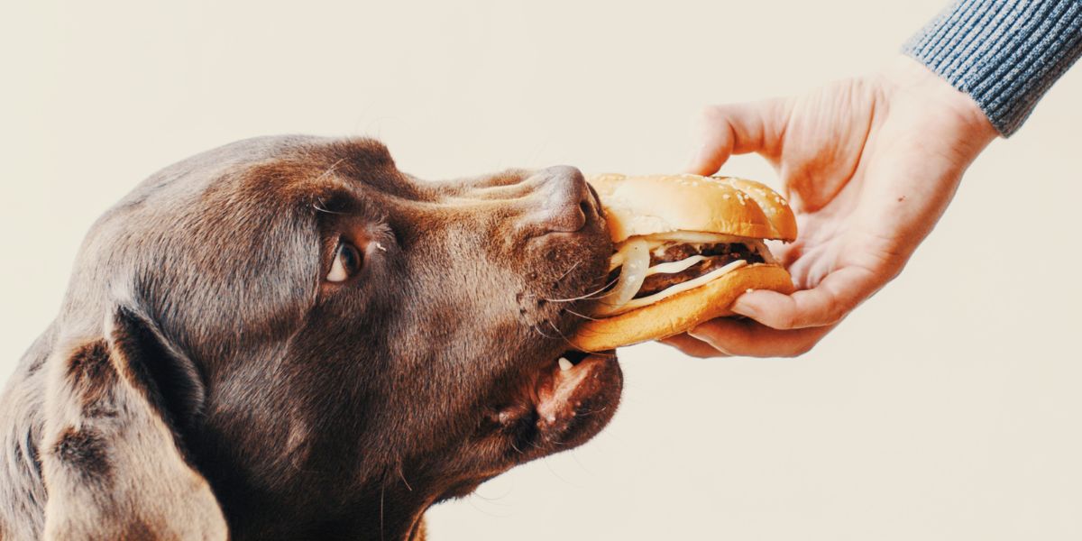 Dieta casalinga per cane allergico