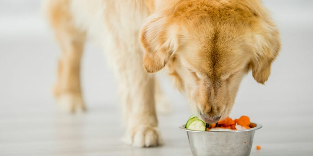 Dieta casalinga ipoallergenica per cani