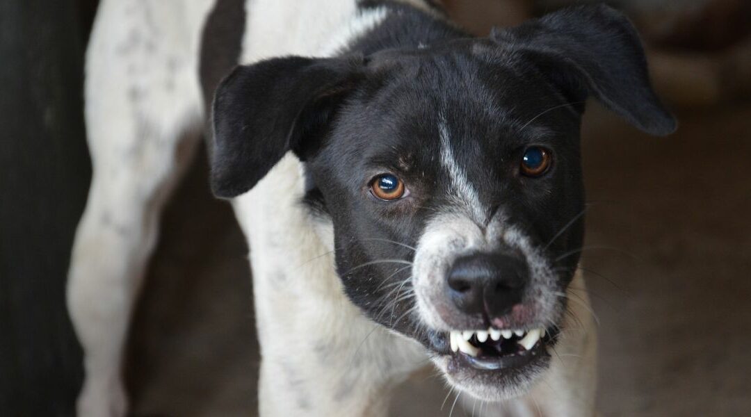 Come gestire un cane aggressivo: guida completa per proprietari