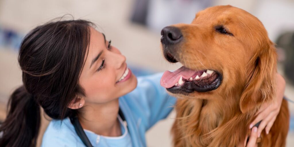 Ansia da separazione del cane