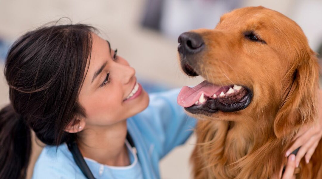 Trattamenti per l’ansia da separazione del cane