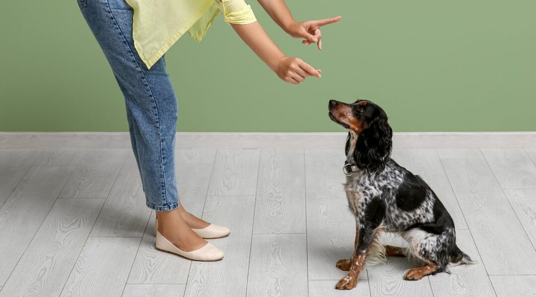 Come far smettere al cane di abbaiare: 7 strategie efficaci per proprietari esasperati