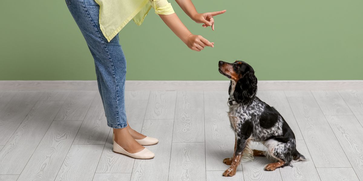 Come far smettere al cane di abbaiare