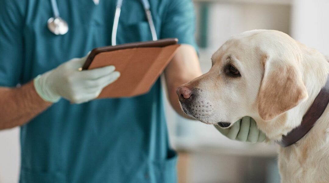 Terapia della gastroenterite nel cane