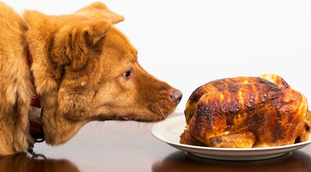 Pollo per cani: benefici nutrizionali, rischi e consigli per un’alimentazione sana