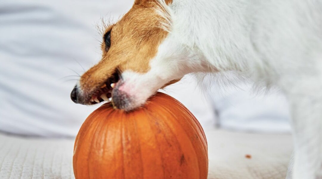 Sei sicuro che il tuo cane possa mangiare la zucca?