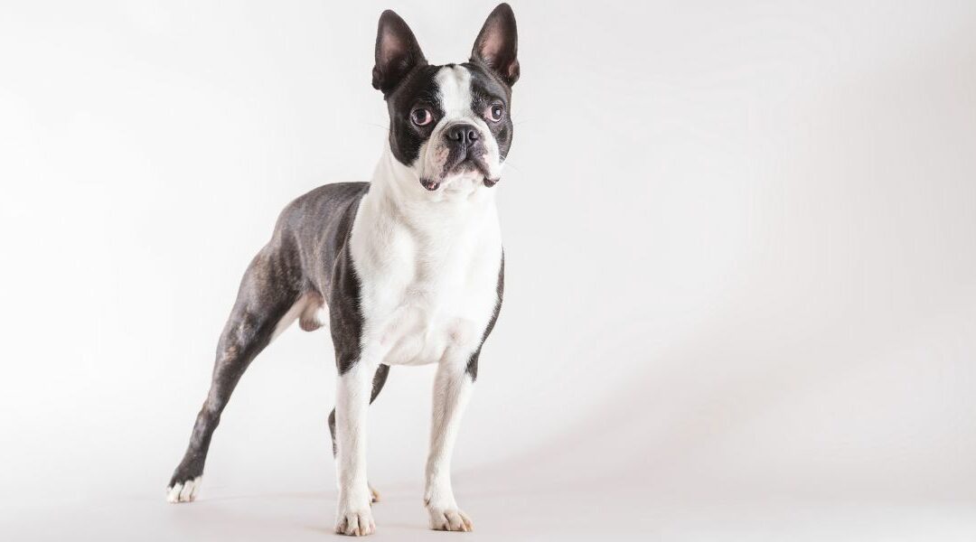 Il Boston Terrier: il “gentiluomo americano”