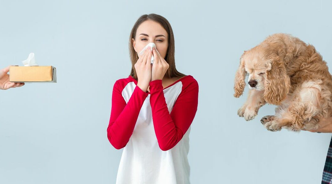 Cani ipoallergenici: una guida per le persone allergiche