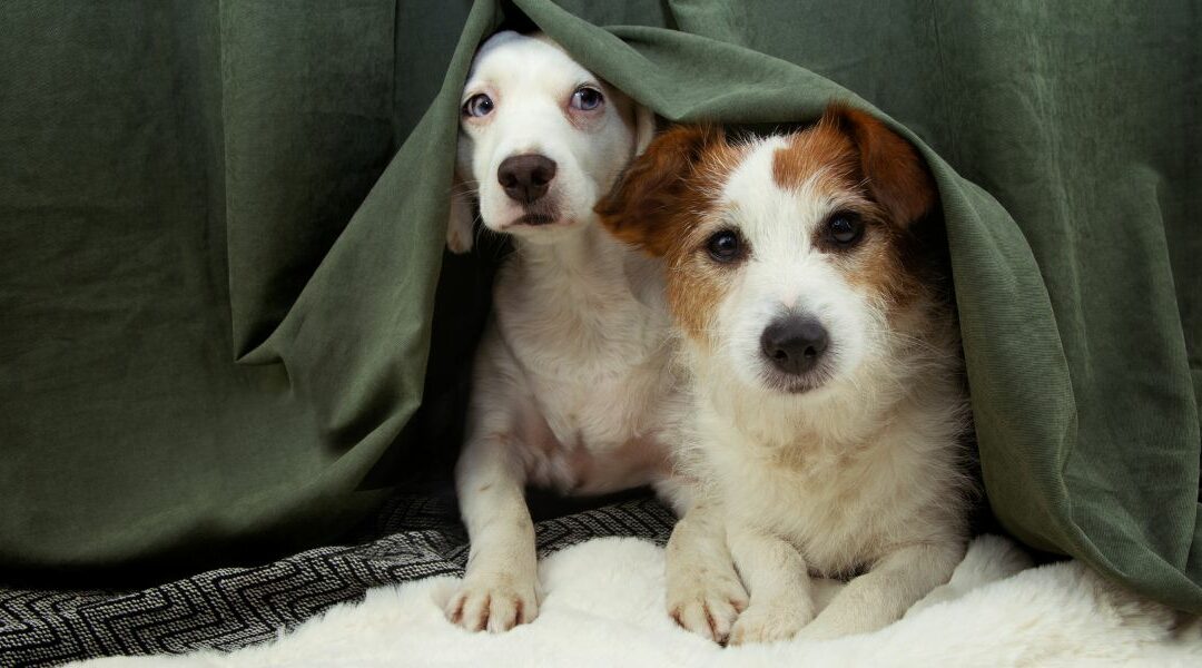 Perché il cane trema? Ecco cosa dovresti sapere