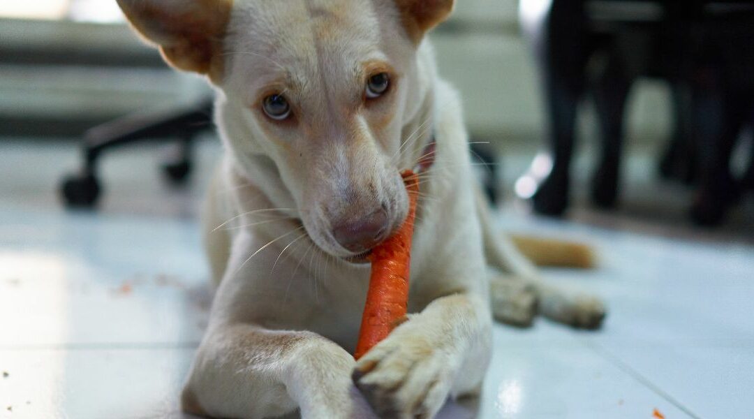 Cane e carote: guida ai benefici di un inserimento nella dieta