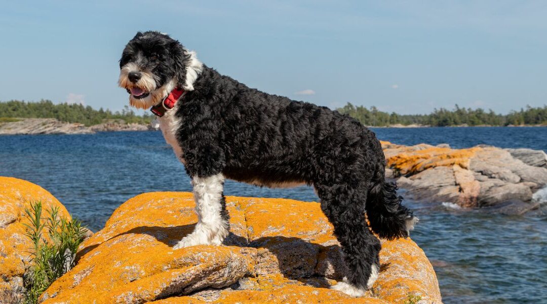 Il Cane d’Acqua Portoghese: un marinaio dal cuore fedele