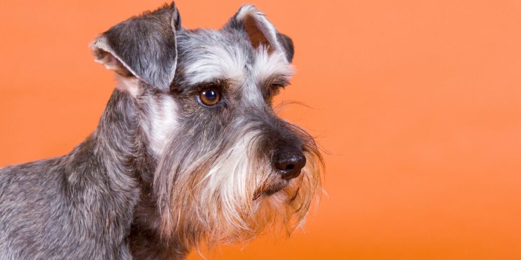 Schnauzer