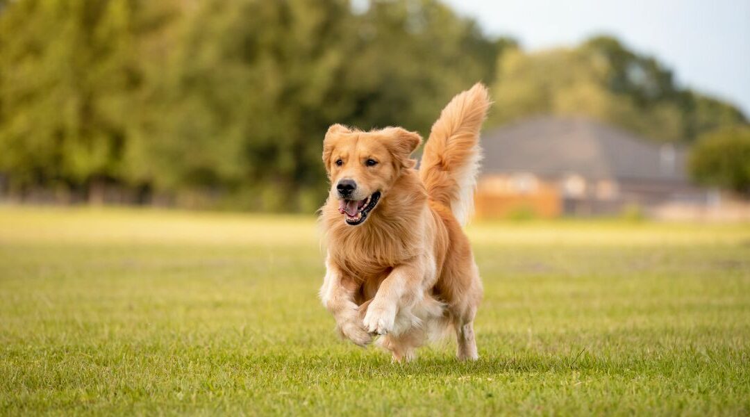 Golden Retriever: analisi approfondita dello standard di razza