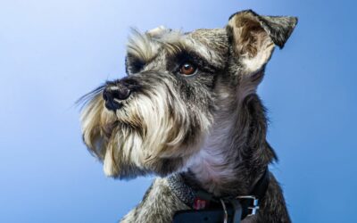 Il carattere dello Schnauzer