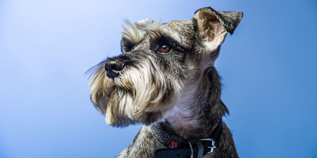 Schnauzer