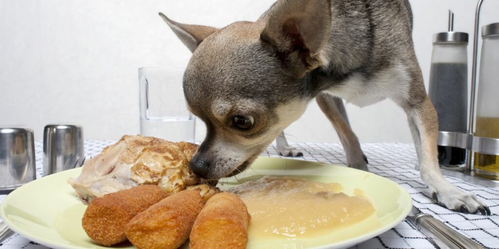 Alimentazione dei cani di piccola taglia