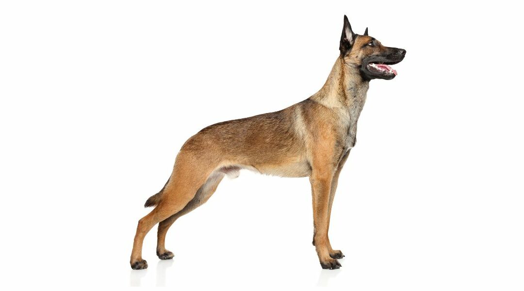 Il Pastore Belga Malinois: standard di razza