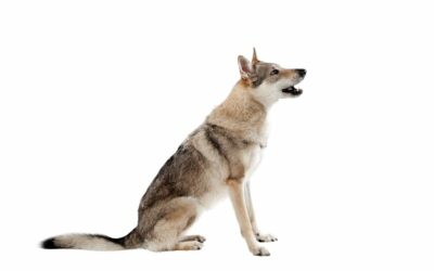 Il Cane Lupo Cecoslovacco: standard di razza
