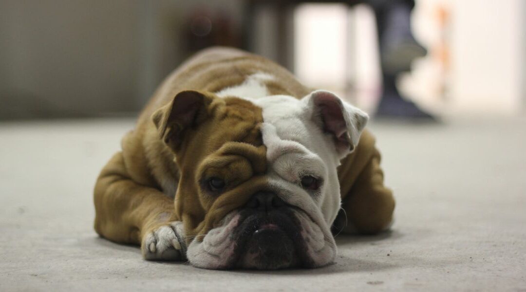 Il Bulldog Inglese: un’anima gentile in un corpo da guerriero