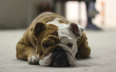 Il Bulldog Inglese: un’anima gentile in un corpo da guerriero