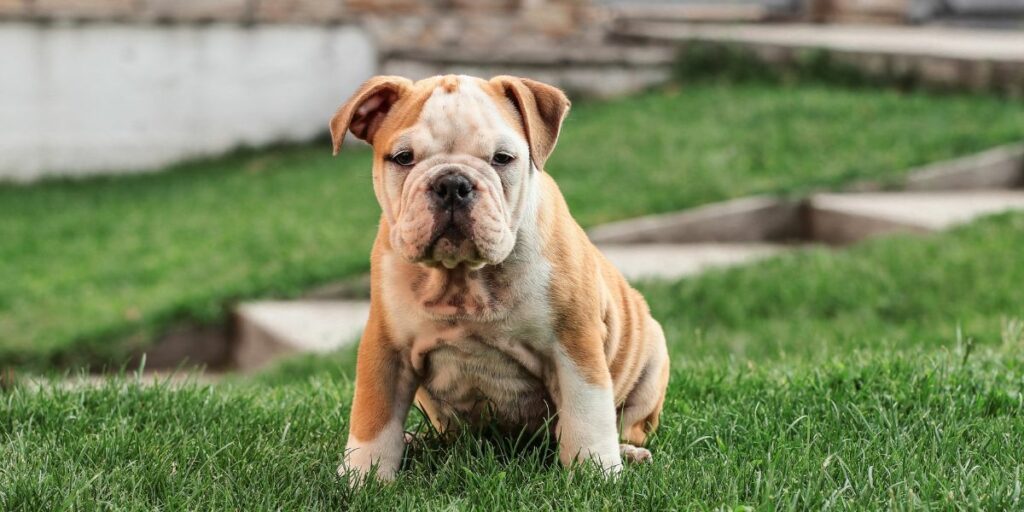 Bulldog Inglese