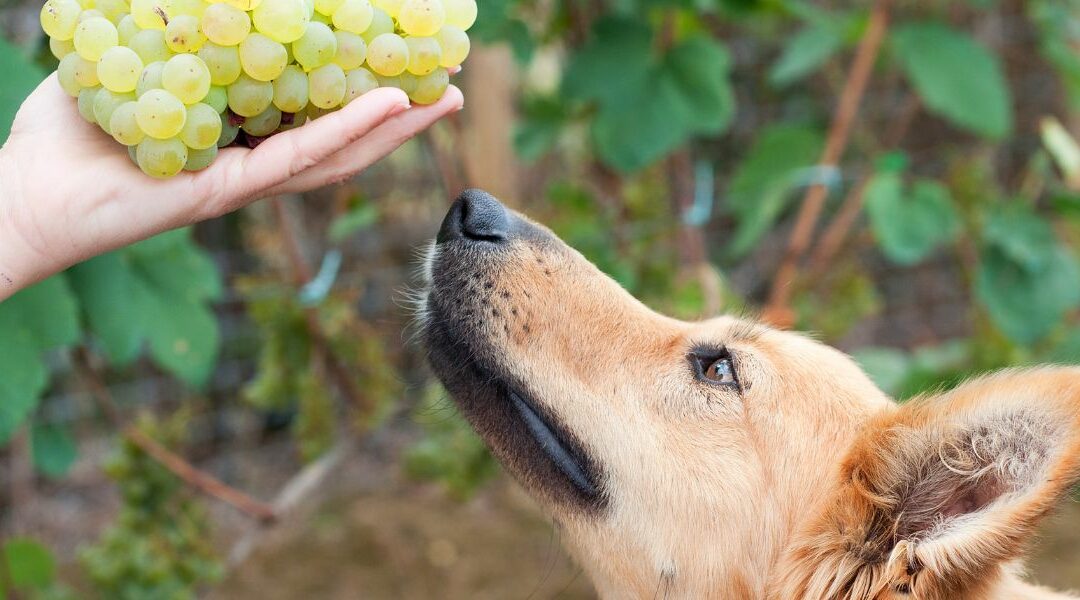 Il cane può mangiare l’uva?