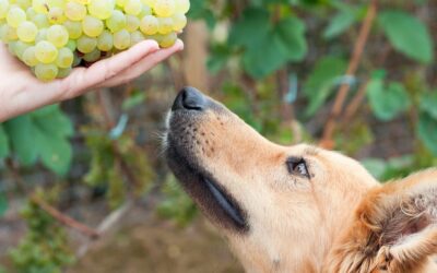 Il cane può mangiare l’uva?