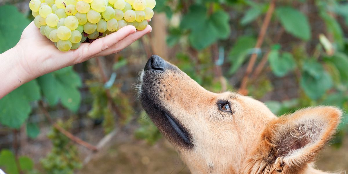 Il cane può mangiare l'uva?